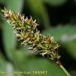 Carex diandra Цветок