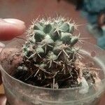 Mammillaria winterae Кветка