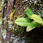 Bulbophyllum elliotii 其他