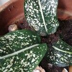 Aglaonema costatum Blatt