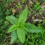 Persicaria lapathifolia 葉