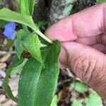 Commelina ensifolia 葉