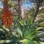 Aloe arborescens Kukka