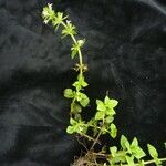 Clinopodium umbrosum Habit