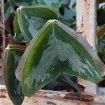 Oxalis latifolia Blad