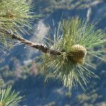 Pinus jeffreyi Leaf