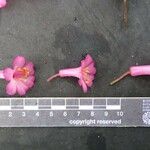 Rhododendron abietifolium Kvet
