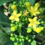 Psychotria capensis Fiore