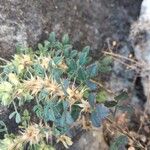 Ononis pusilla Hoja