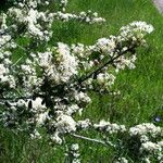 Ceanothus cuneatus Habitus