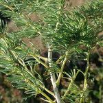 Asparagus horridus Листок