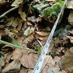 Epipactis microphylla Yaprak