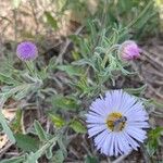 Erigeron pumilus ᱵᱟᱦᱟ