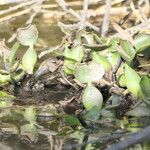 Pontederia crassipes Leaf