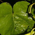 Ipomoea alba Blatt