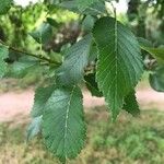 Ulmus carpinifolia Feuille