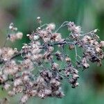 Solidago gigantea Fruit