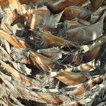 Washingtonia robusta Bark