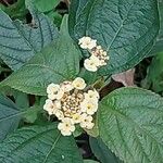 Lantana canescens Цветок