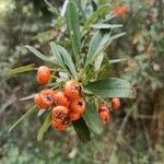 Pyracantha koidzumii Fruit