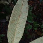 Couepia habrantha Leaf