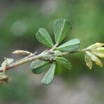 Trifolium dubium Levél