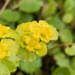 Chrysosplenium alternifoliumBlüte