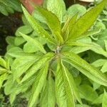Eupatorium cannabinum 葉
