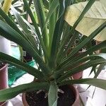 Dracaena draco 叶