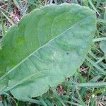 Chaptalia nutans Leaf
