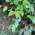 Malpighia emarginata Leaf
