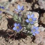 Eriastrum eremicum Otro