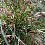 Carex brachystachys 形态