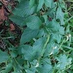 Heliotropium angiospermum Blomma