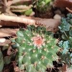 Mammillaria winterae Leaf