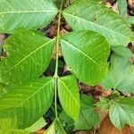 Holarrhena pubescens Hoja