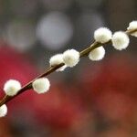Salix discolor Fruto