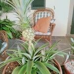 Ananas comosusFrunză