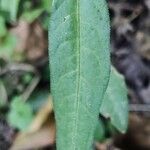 Persicaria mitis Foglia