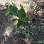 Morus nigra Leaf