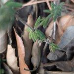 Galium maritimum Leaf