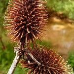 Xanthium orientale Цвят