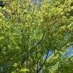 Acer japonicum Лист