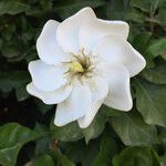 Gardenia volkensii Blomst