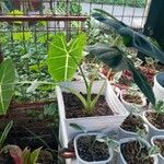 Alocasia micholitziana Leaf