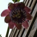 Passiflora alata Fleur