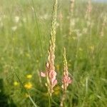 Onobrychis arenaria Blomma