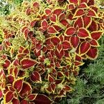 Coleus scutellarioides Tervik taim