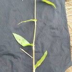 Floscopa glomerata Hábito