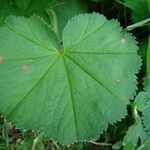 Alchemilla crinita Feuille